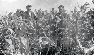 В свое время кукуруза была "царицей" и на теплостанских полях