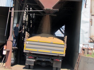 Очищенное семенное зерно - в склад